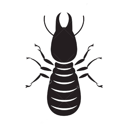 84350416-graphic-termite-vector-removebg-preview